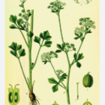 Celery plant (Pravi Celer) growing in a vegetable garden