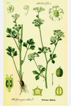 Celery plant (Pravi Celer) growing in a vegetable garden