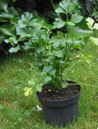 Fresh green celery stalks (Pravi Celer) on a wooden table