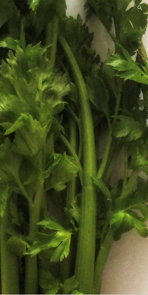 Celery leaves and seeds used in herbal medicine remedies