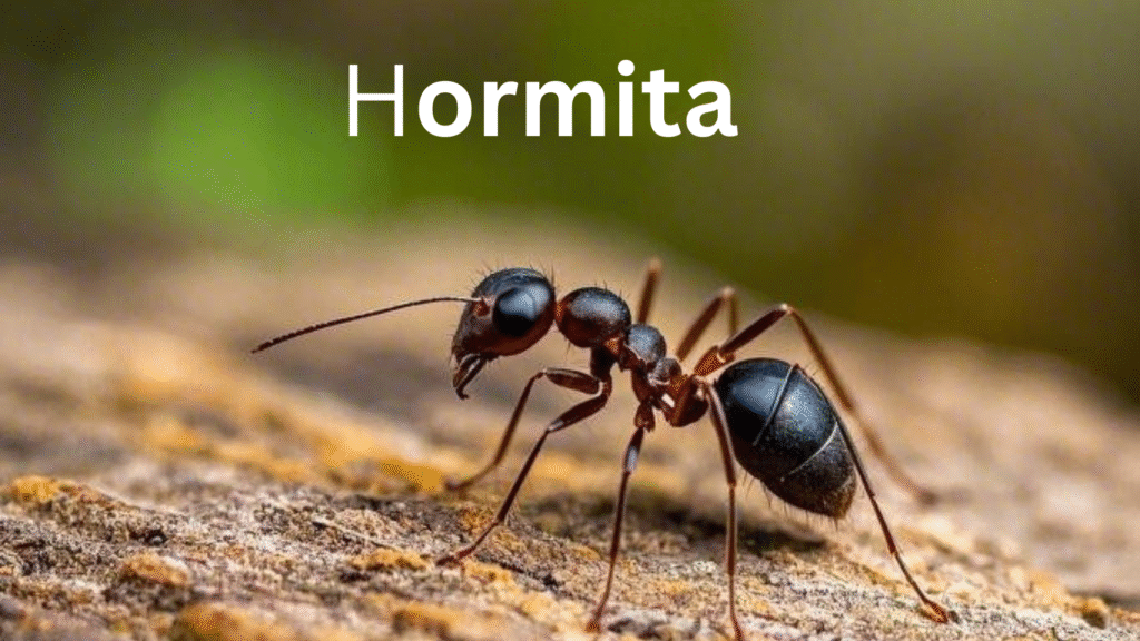 Hormita: Meaning, Origin, and Why People Use this Name