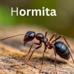 Hormita: Meaning, Origin, and Why People Use this Name
