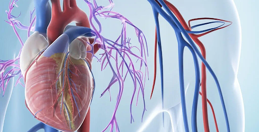 Coronary Artery