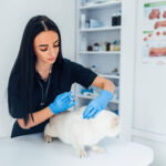 Pet Insurance