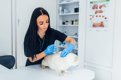 Pet Insurance